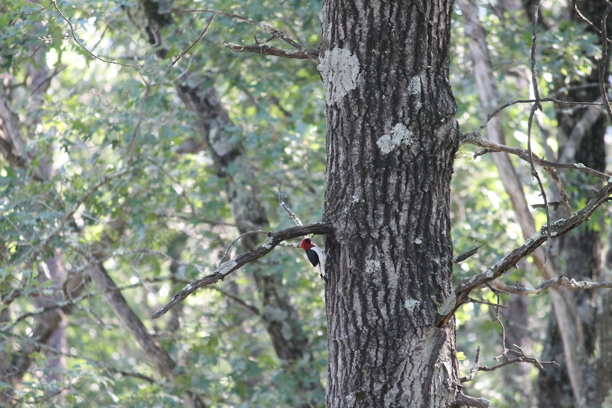 Red-headed Woodpecker - ML251486381