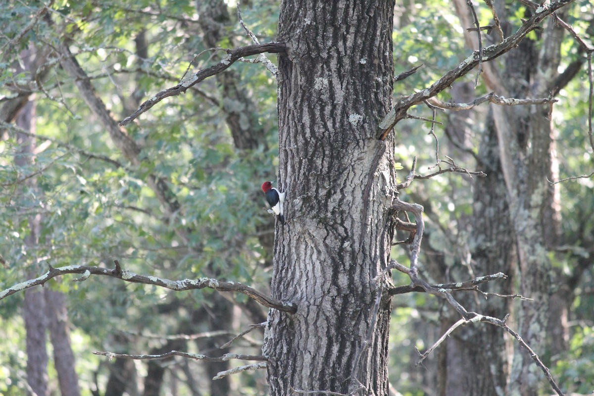 Red-headed Woodpecker - ML251486391