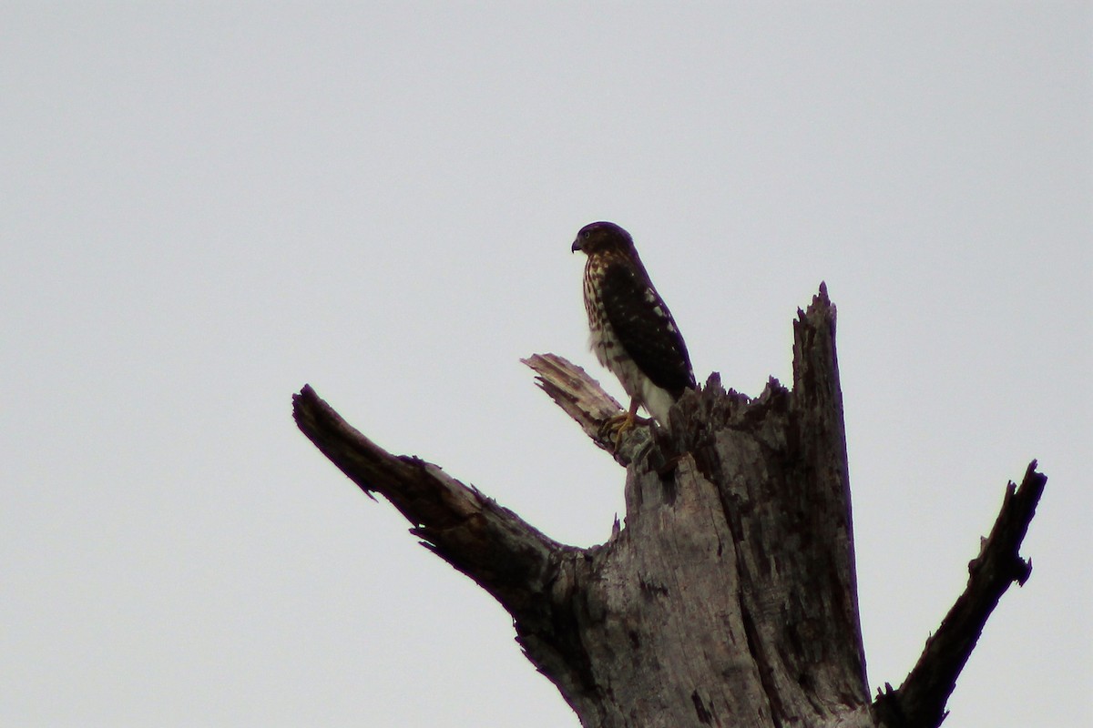 Cooper's Hawk - ML251486791