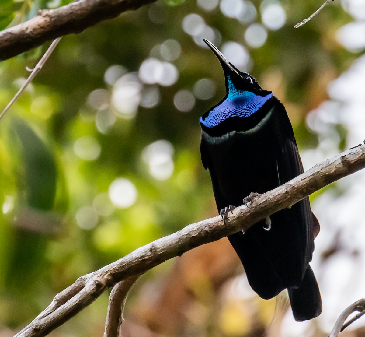 Magnificent Riflebird - ML251487591