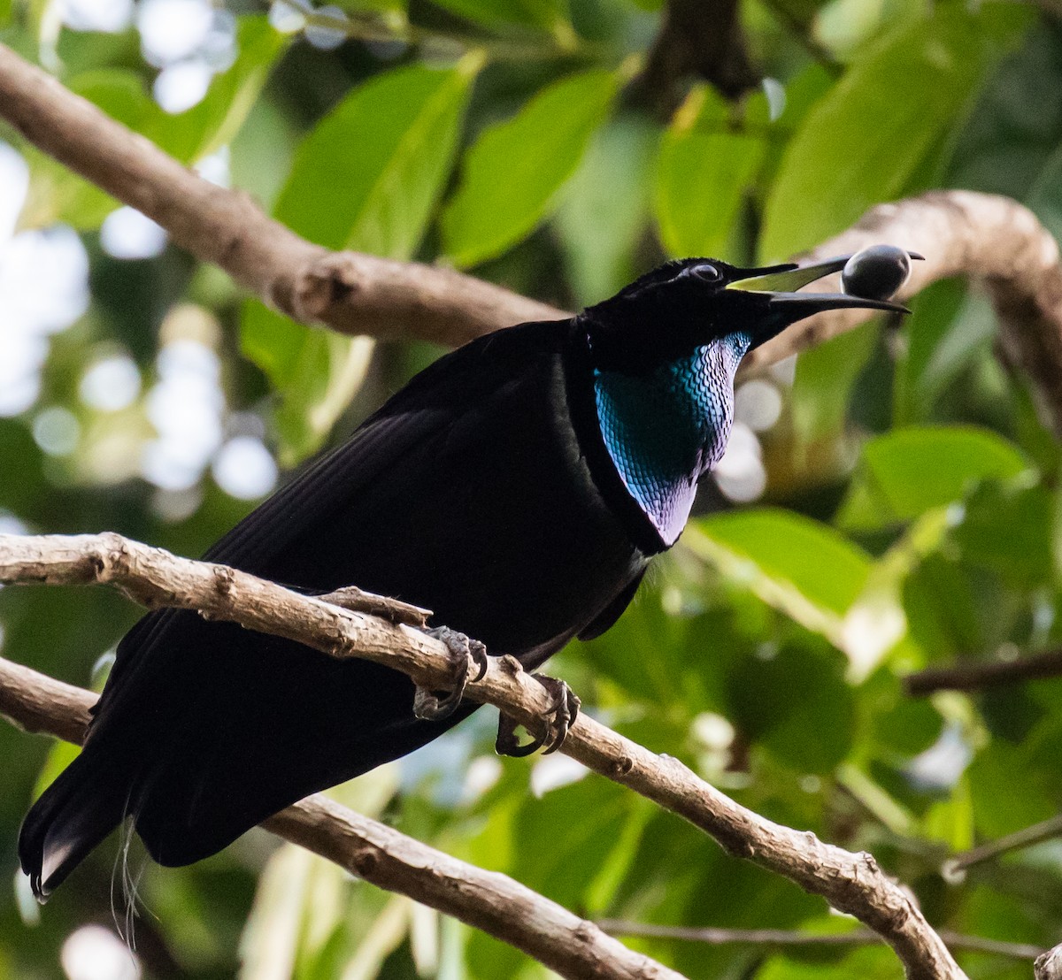 Magnificent Riflebird - Ron Hoff Dollyann Myers