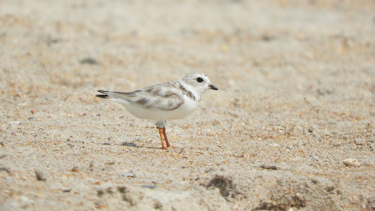 Piping Plover - Shane Carroll