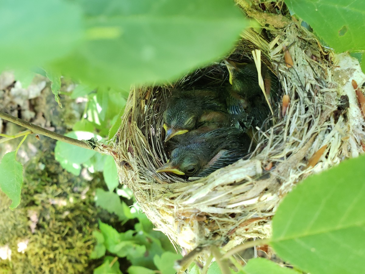 Black-throated Blue Warbler - ML251488031