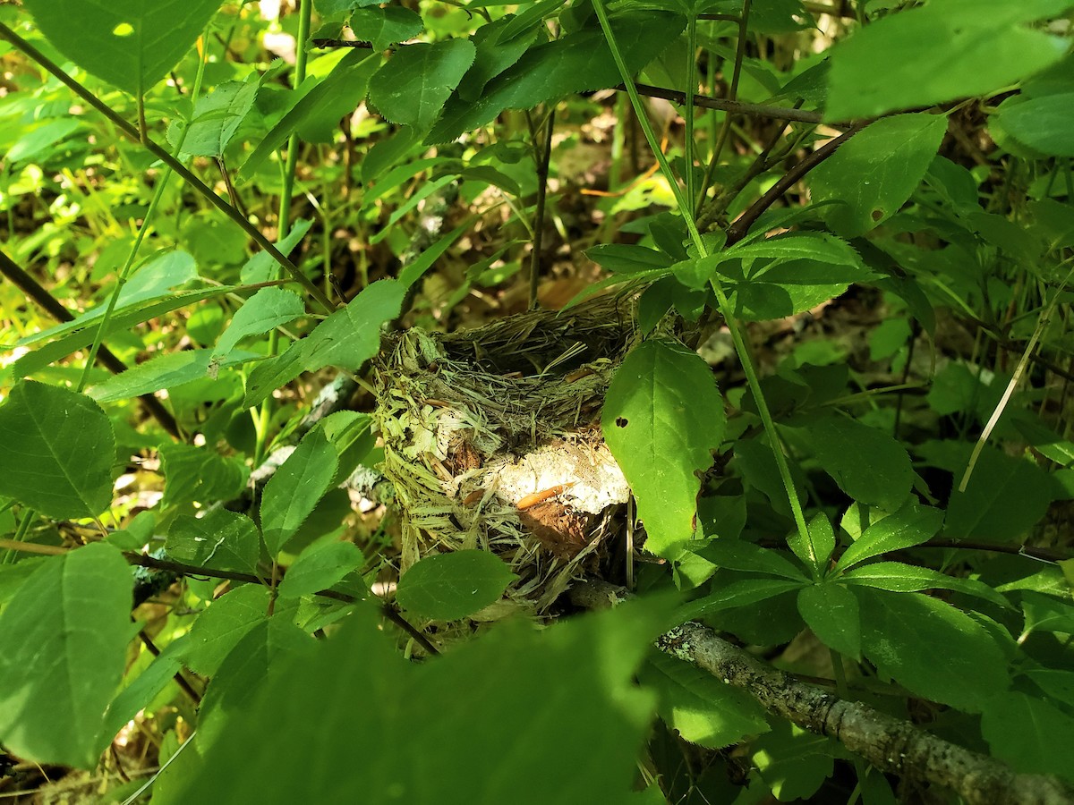 Black-throated Blue Warbler - ML251488071