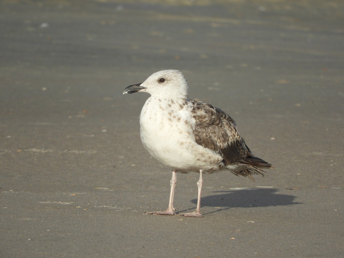 Lesser Black-backed Gull - Shane Carroll