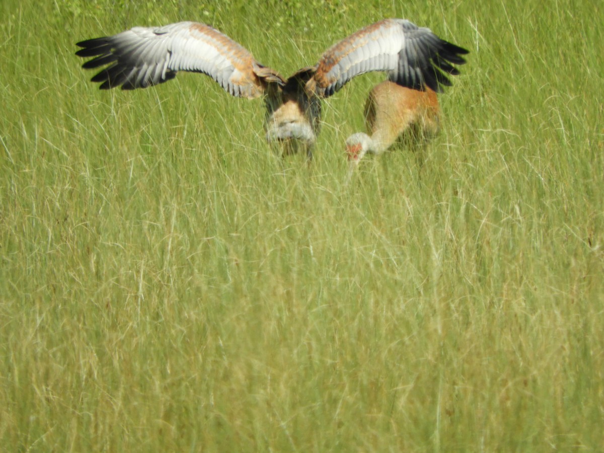 Sandhill Crane - ML251490731