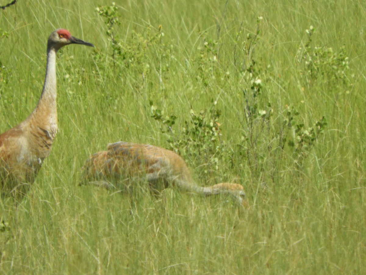 Sandhill Crane - ML251490741