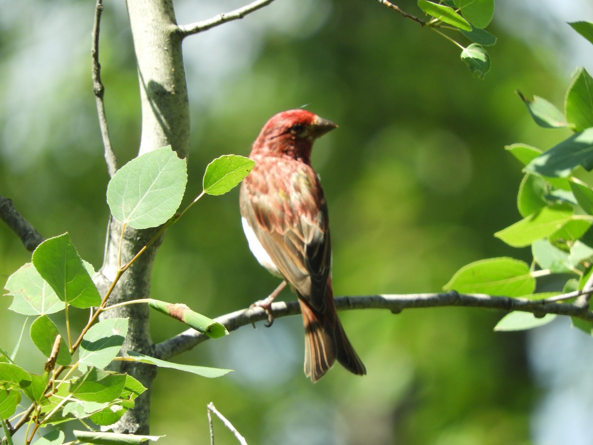 Purple Finch - ML251490771