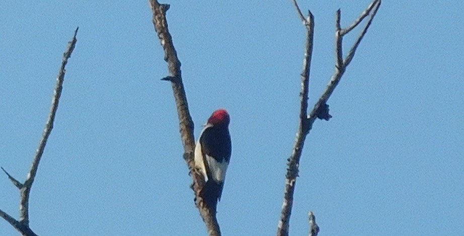 Red-headed Woodpecker - ML251492191