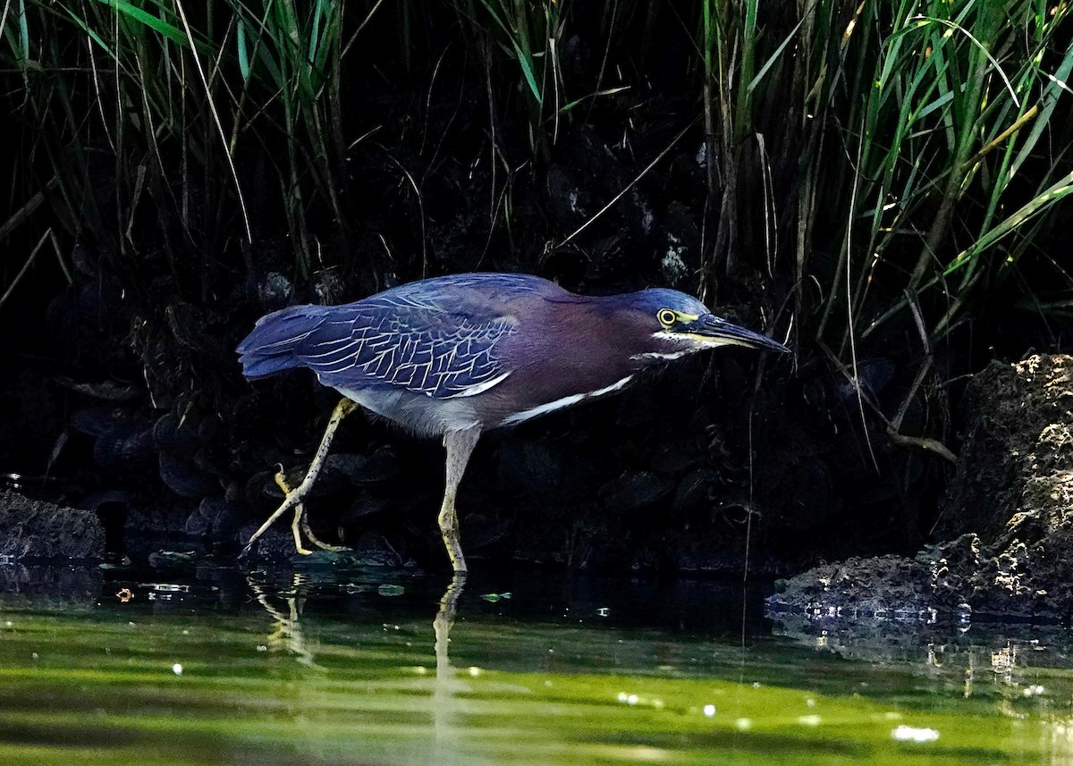 Green Heron - Peter Fang/ Gloria Smith