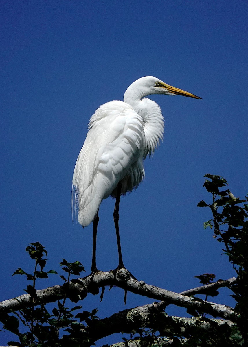 Great Egret - Peter Fang/ Gloria Smith