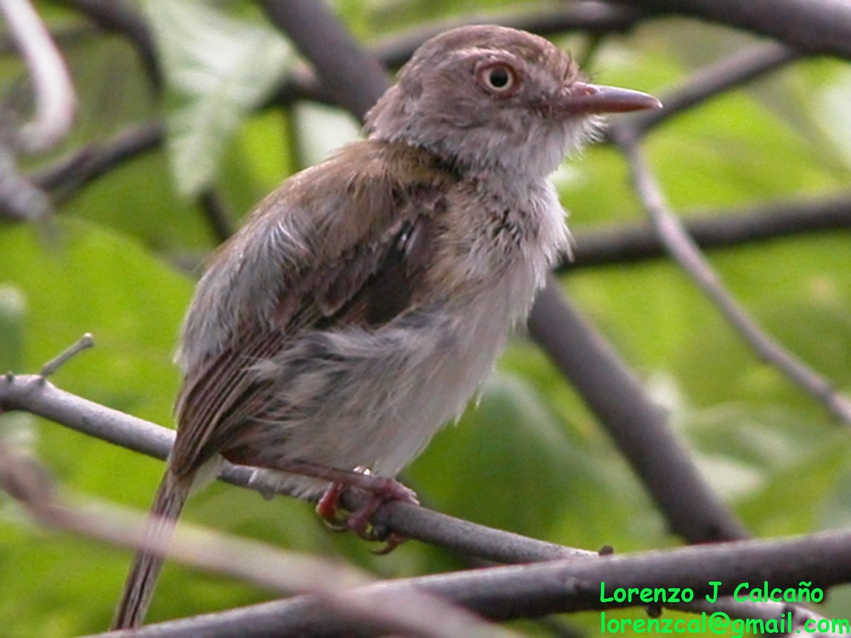 Pearly-vented Tody-Tyrant - ML251492871