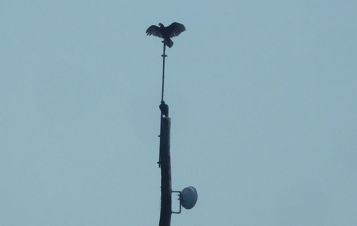 Turkey Vulture - ML251492991