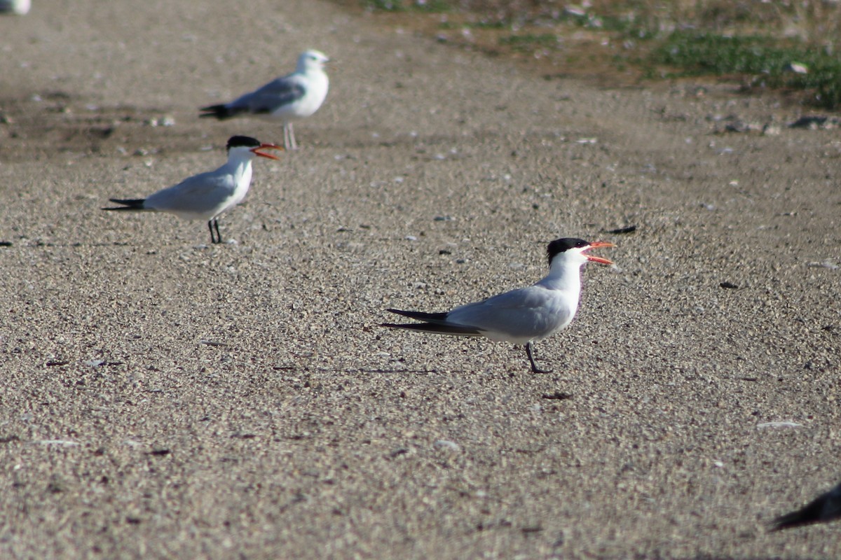 Caspian Tern - ML251493461