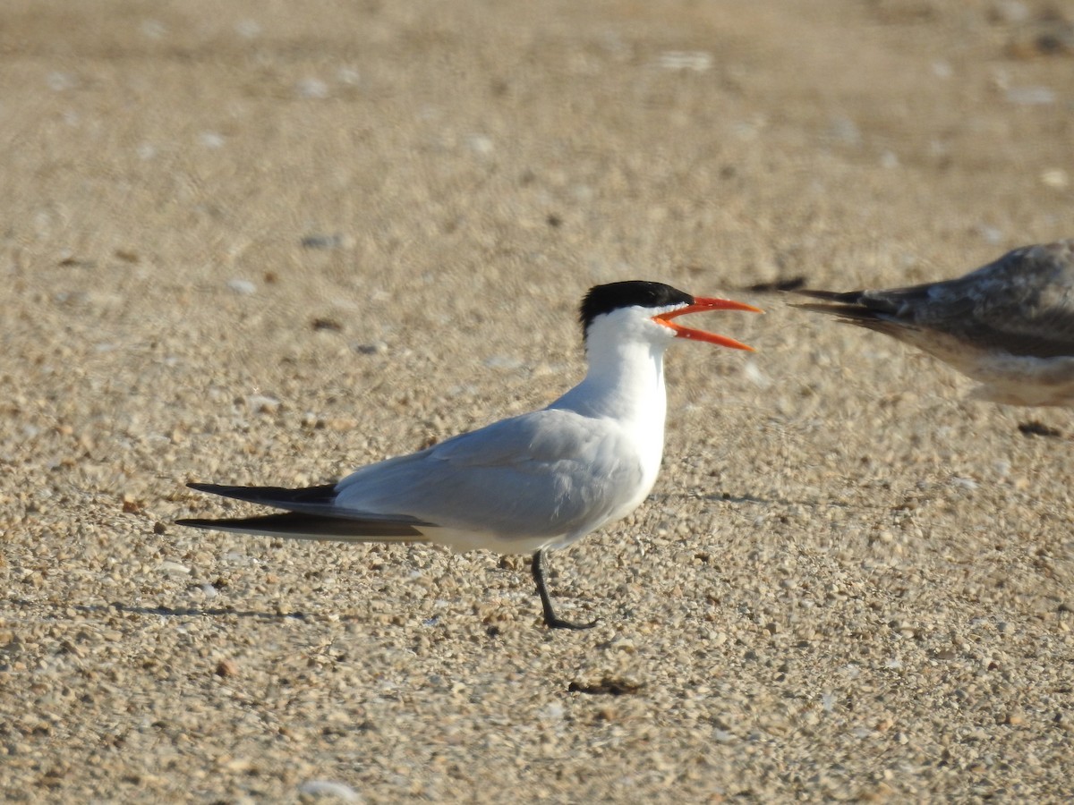 Caspian Tern - ML251493541