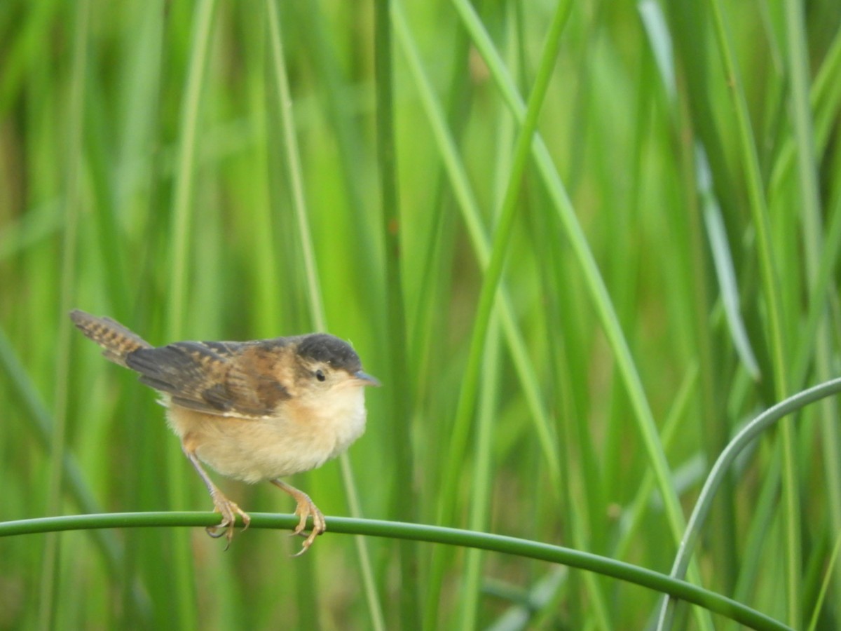 Marsh Wren - ML251494041