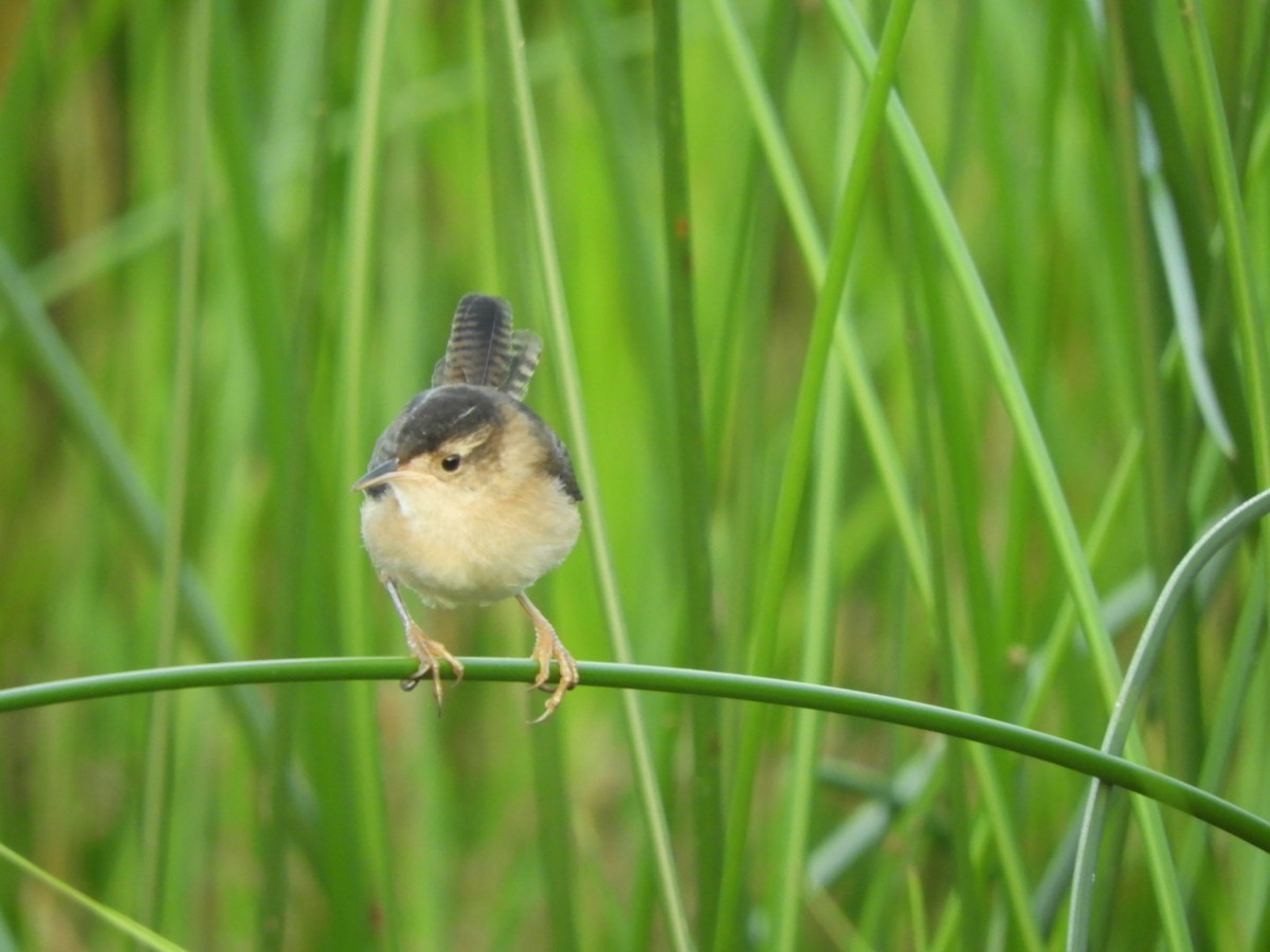 Marsh Wren - Max Carroll