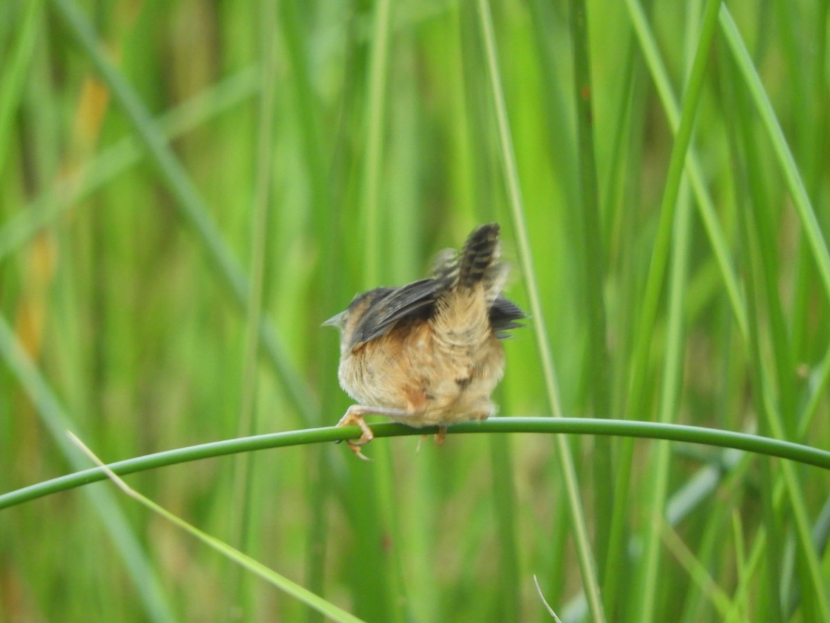 Marsh Wren - ML251494061