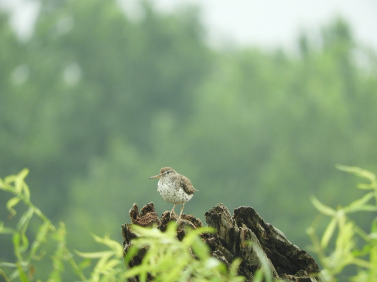 Spotted Sandpiper - Max Carroll