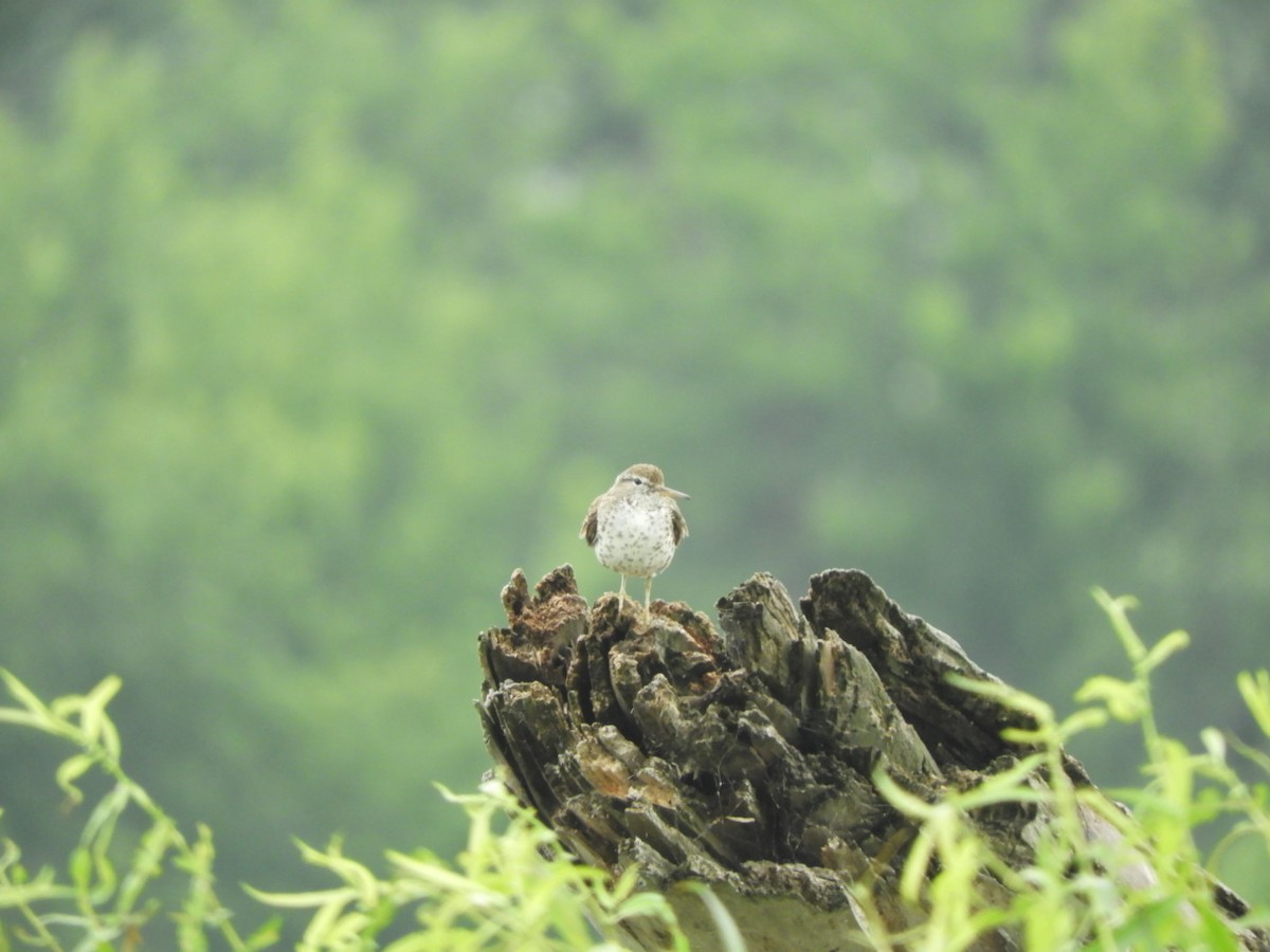 Spotted Sandpiper - Max Carroll