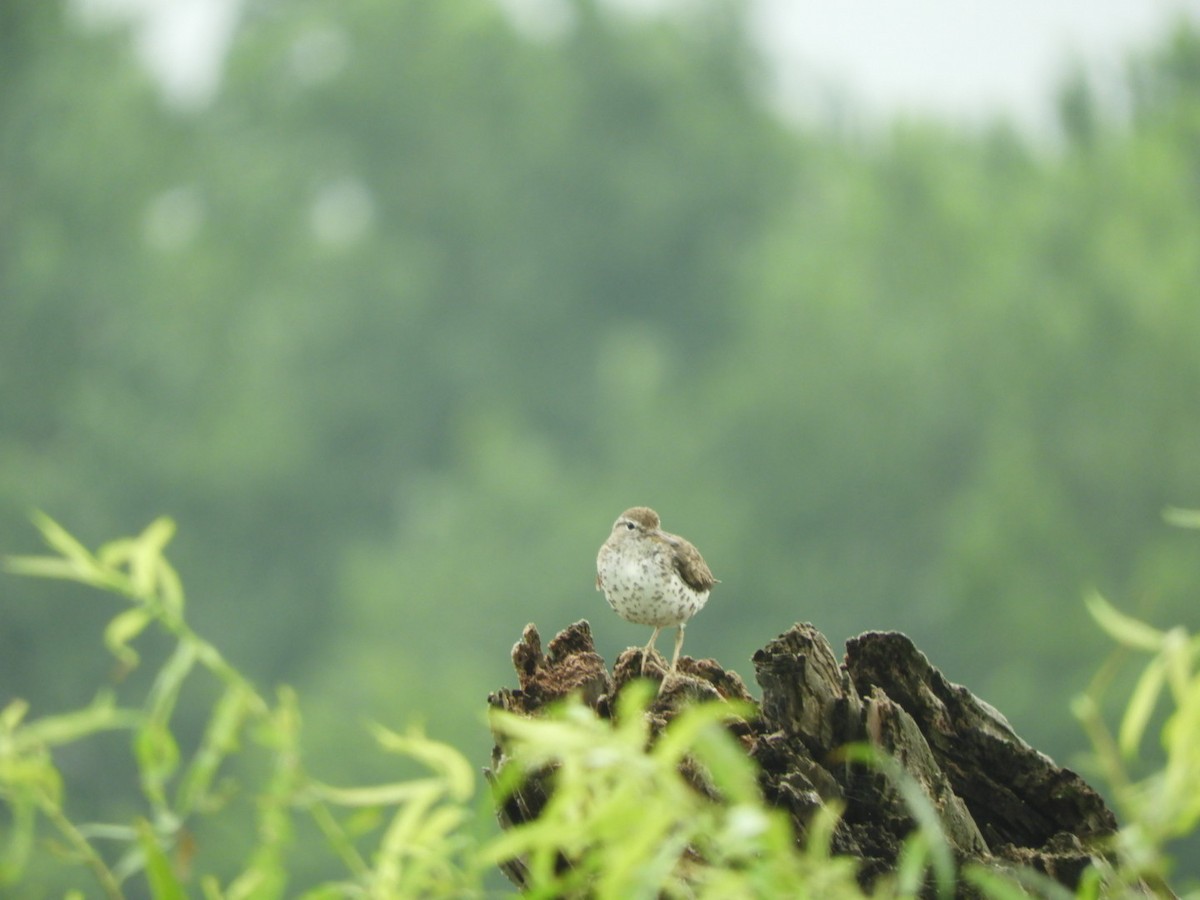 Spotted Sandpiper - ML251494401