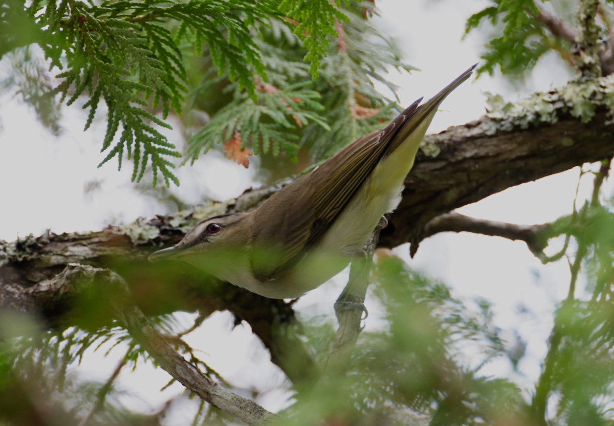 Red-eyed Vireo - ML251495811