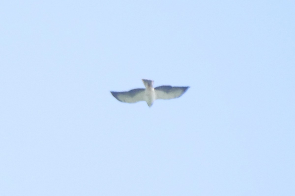 Short-tailed Hawk - ML251496091