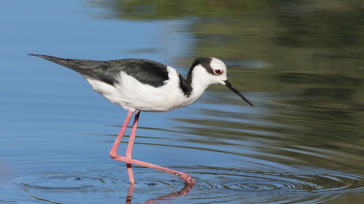 Black-necked Stilt (White-backed) - Ricardo Mitidieri