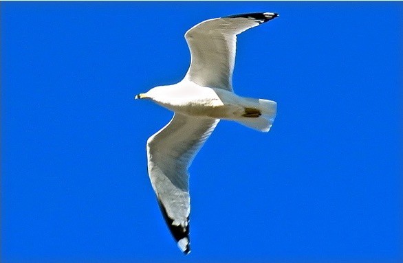 Ring-billed Gull - Jean Spaans
