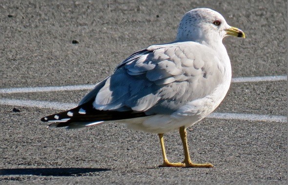 Ring-billed Gull - Jean Spaans