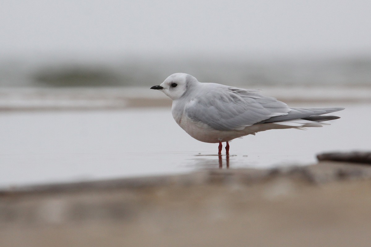 Ross's Gull - ML251497601