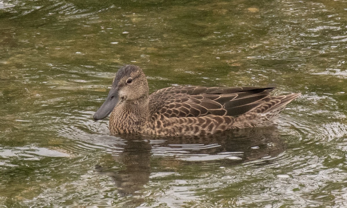 Cinnamon Teal - ML251497981