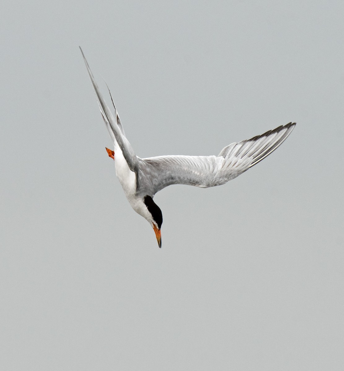 Forster's Tern - Alison Davies