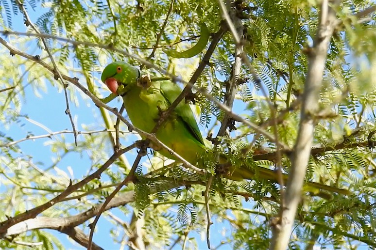 Rose-ringed Parakeet - ML25150041