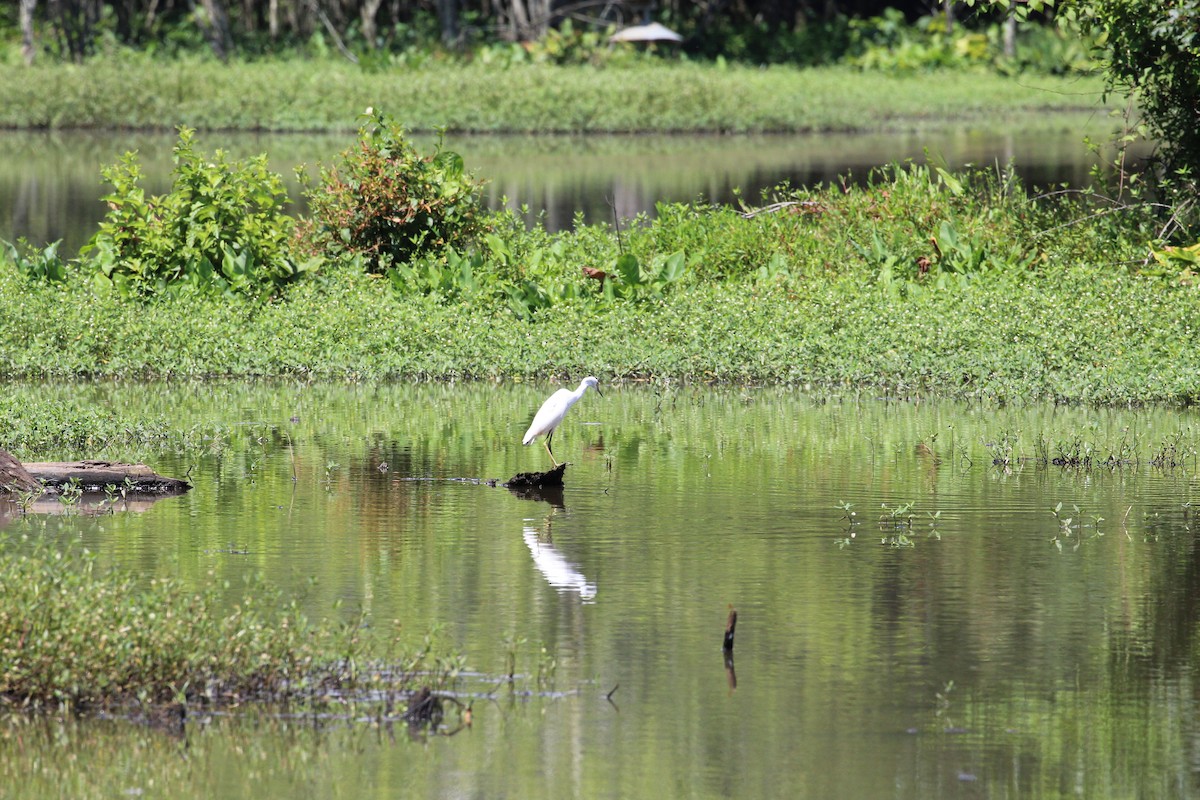 Snowy Egret - ML251500641