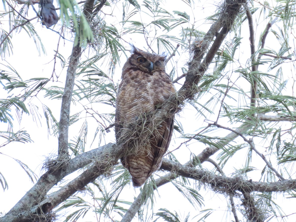 Great Horned Owl - ML251502731