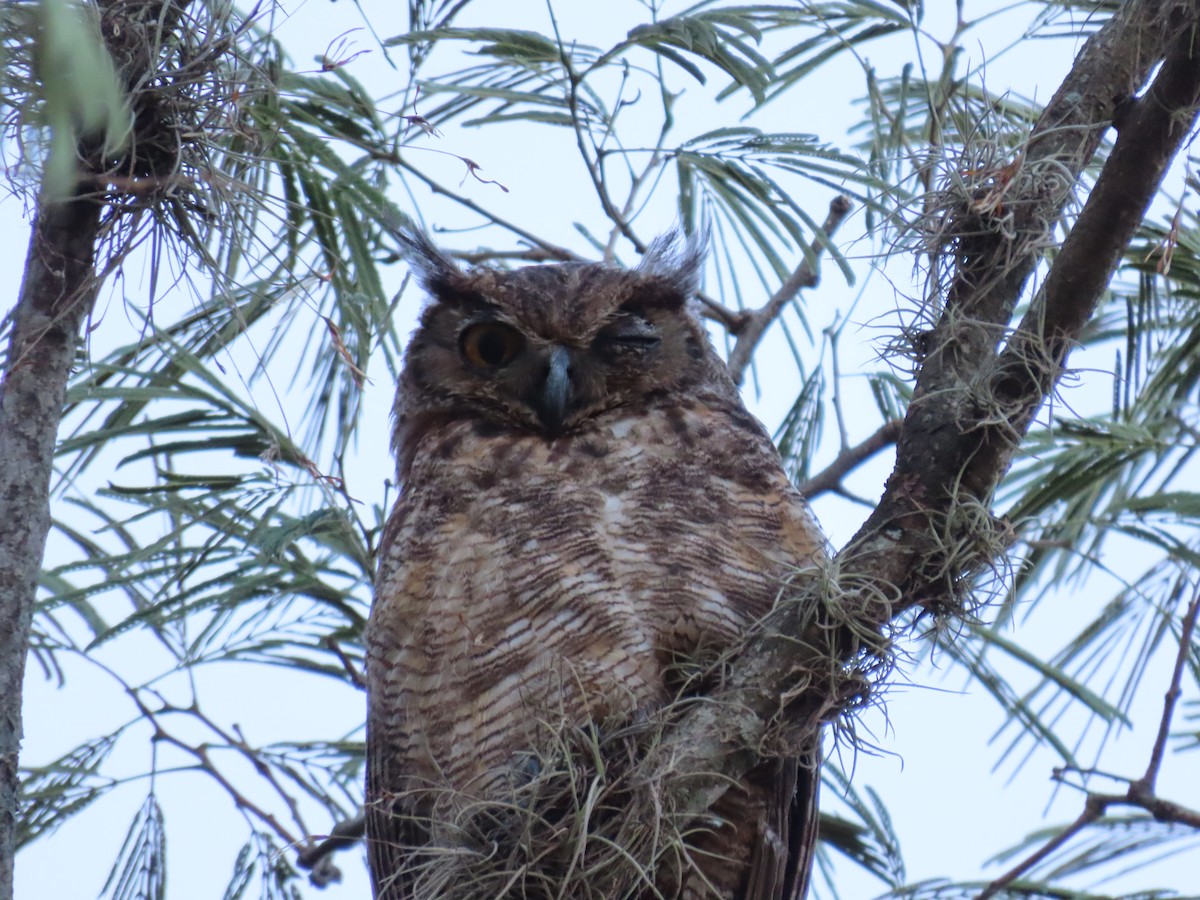 Great Horned Owl - ML251502821