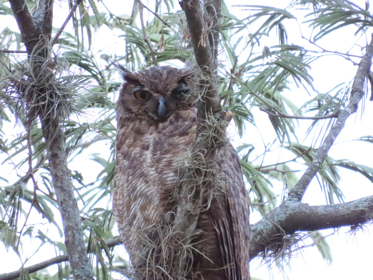 Great Horned Owl - ML251502851