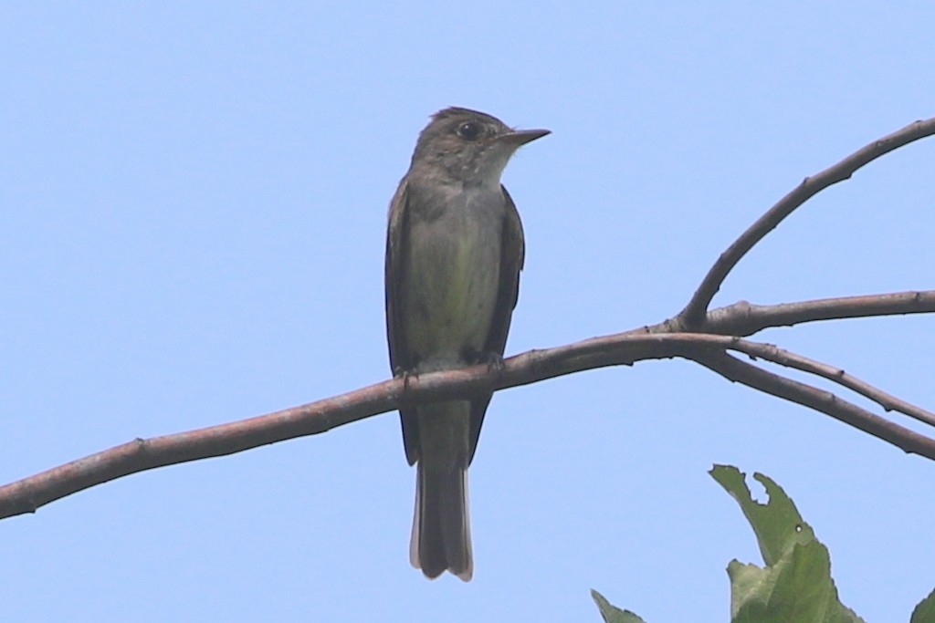 Eastern Wood-Pewee - Henggang Cui