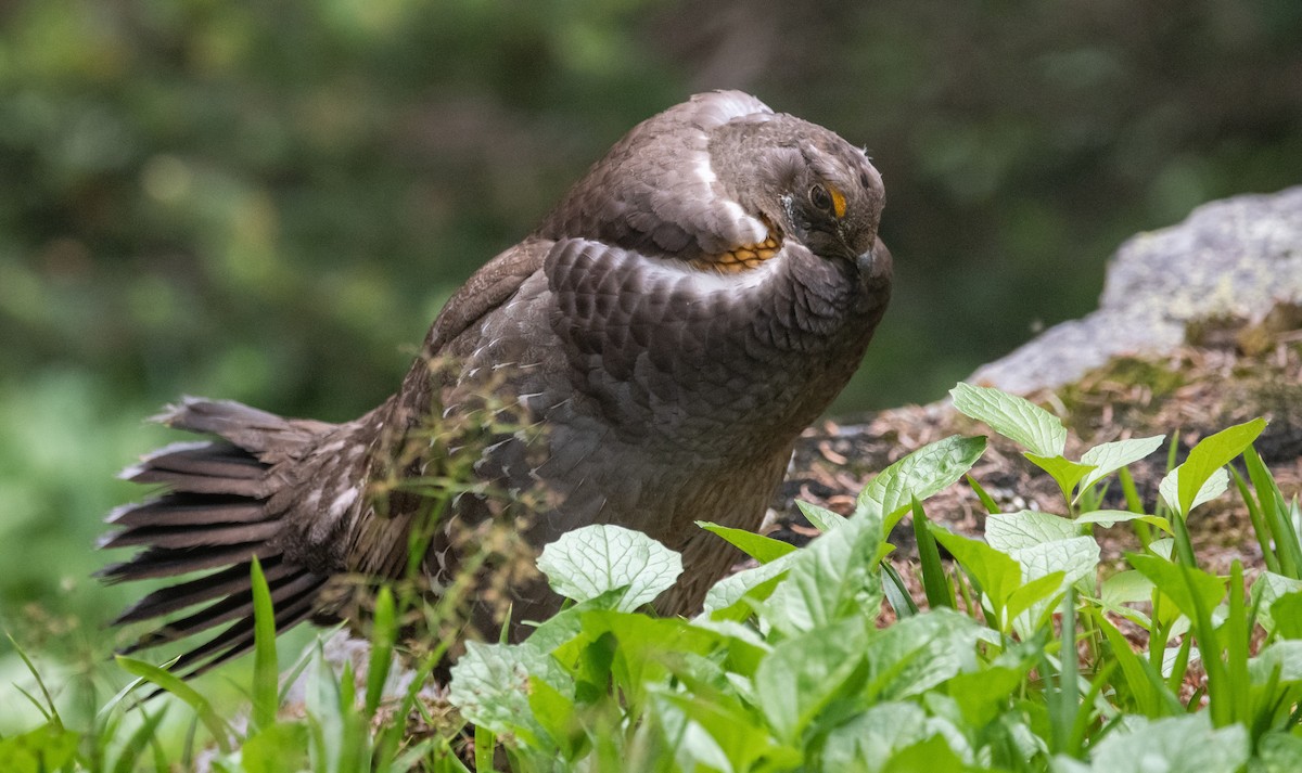 Sooty Grouse - Mason Maron