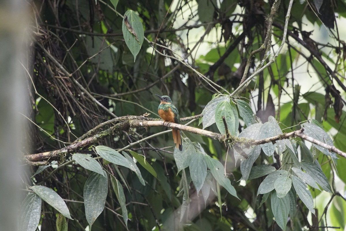 Rufous-tailed Jacamar - ML251504991