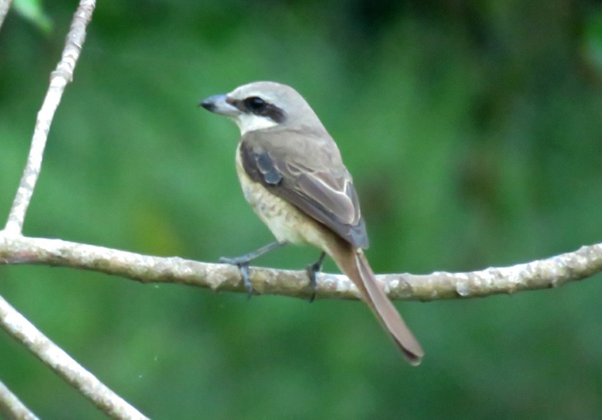 Brown Shrike - ML25150591