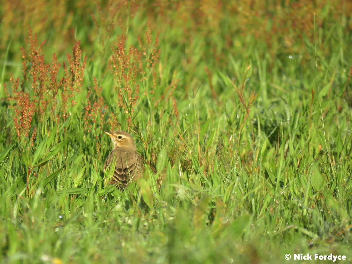 Plain-backed Pipit - Nicholas Fordyce - Birding Africa