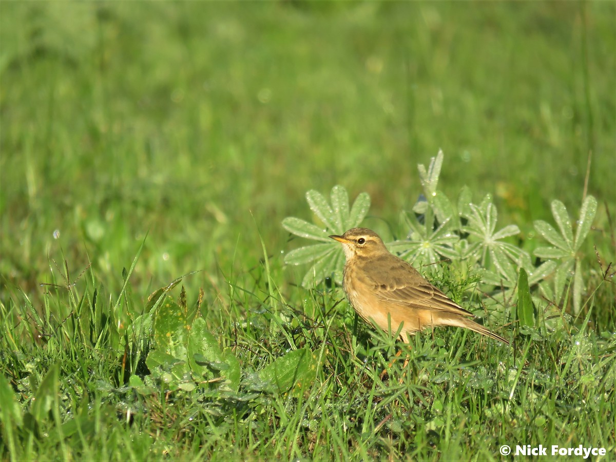 Plain-backed Pipit - ML251506001