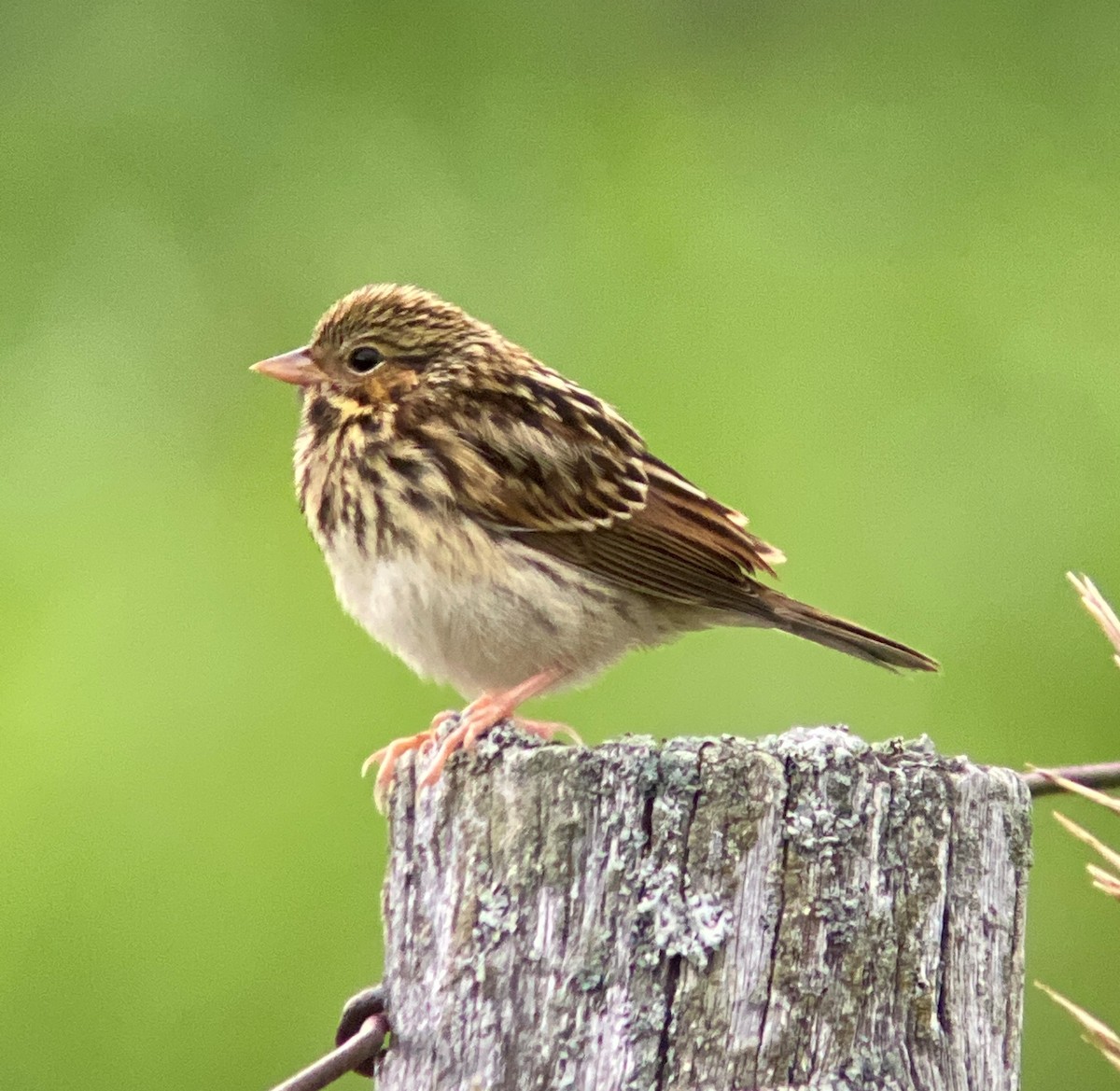 Savannah Sparrow - Dominique Berteaux