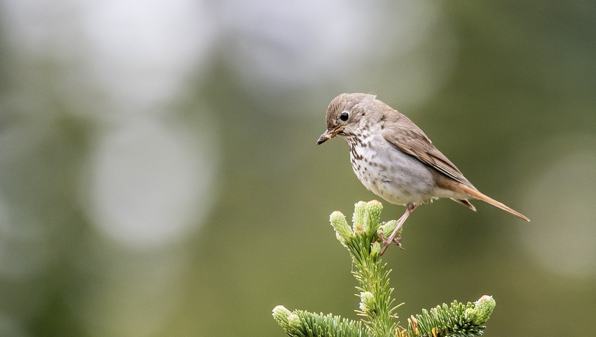 Hermit Thrush - ML251507921