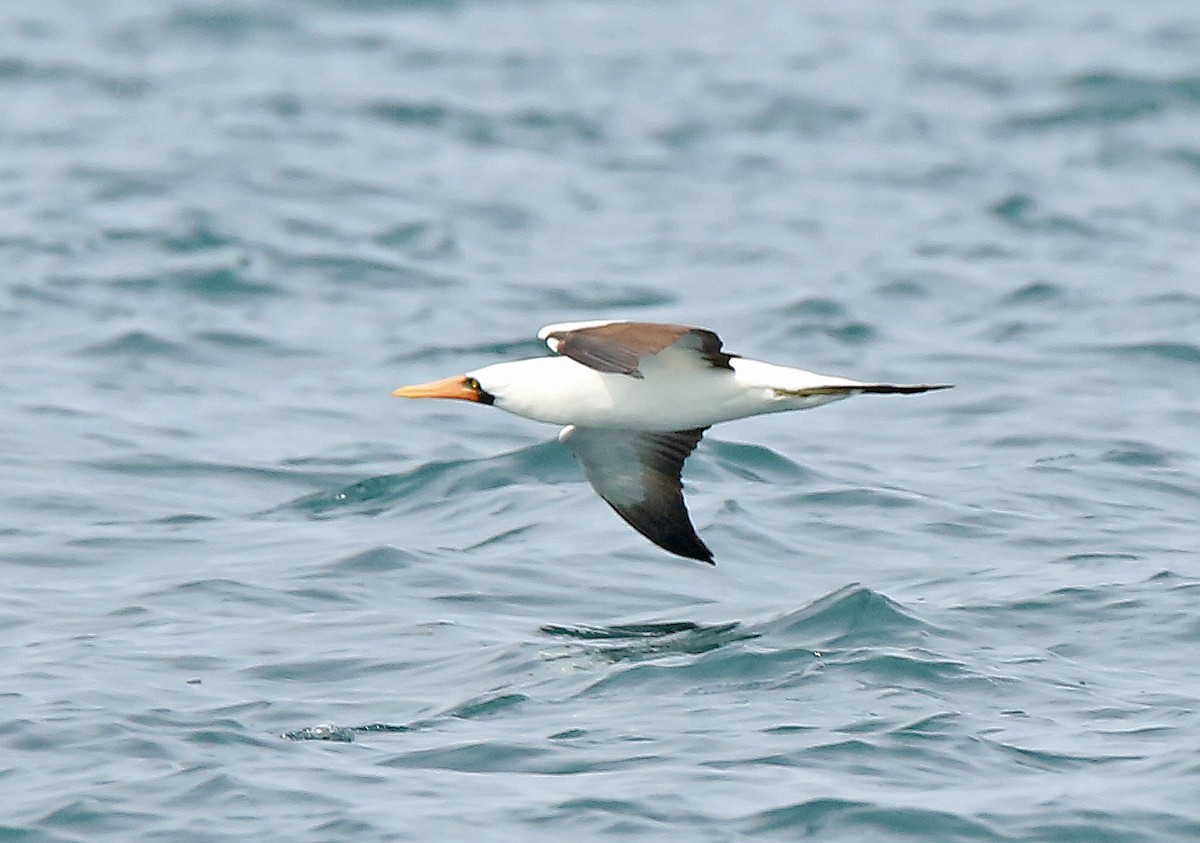 Nazca Booby - ML25150901