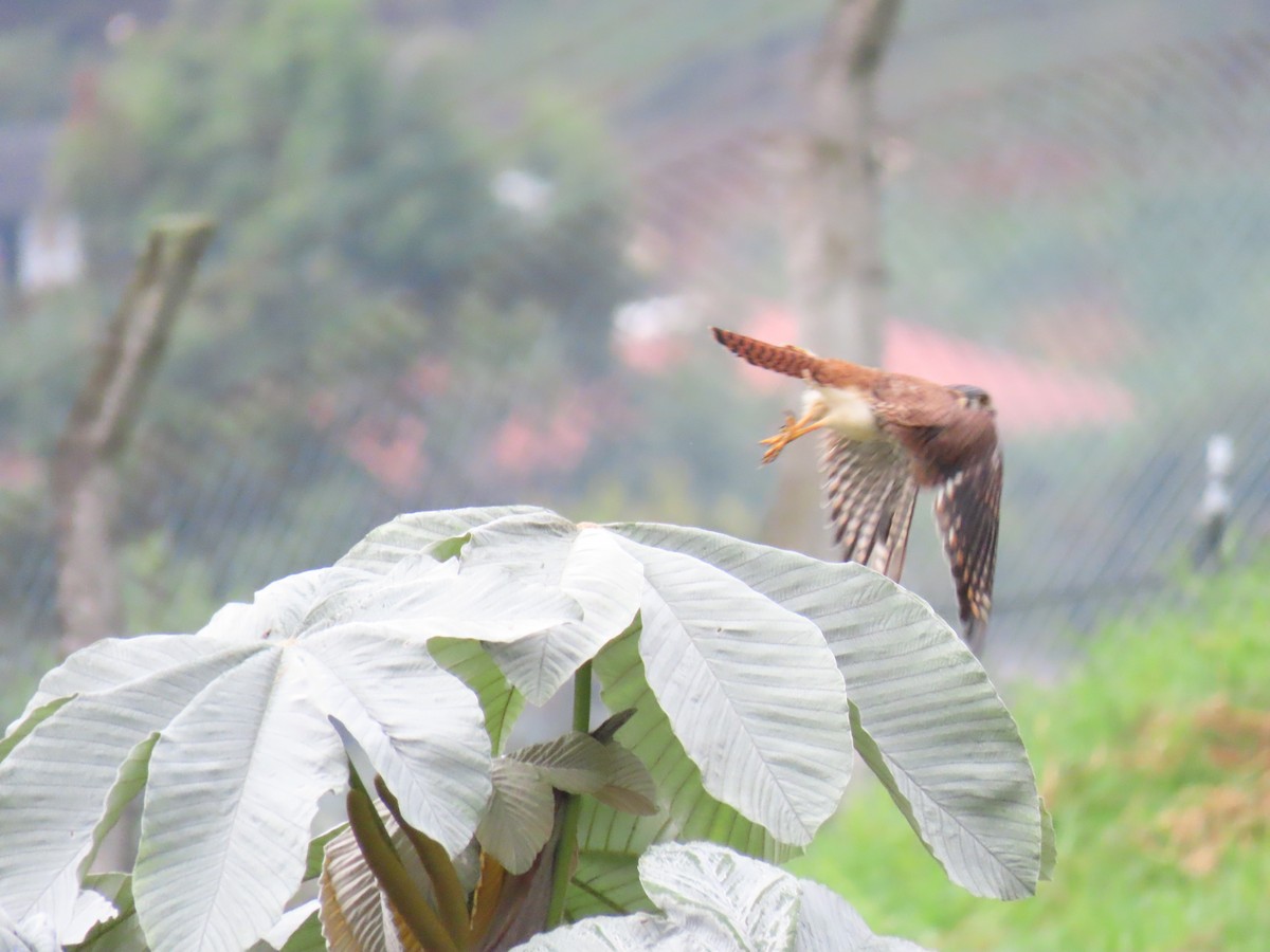 American Kestrel - Nestor Javier Orozco Clavijo