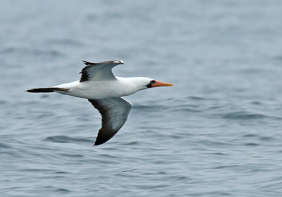 Nazca Booby - Roger Ahlman