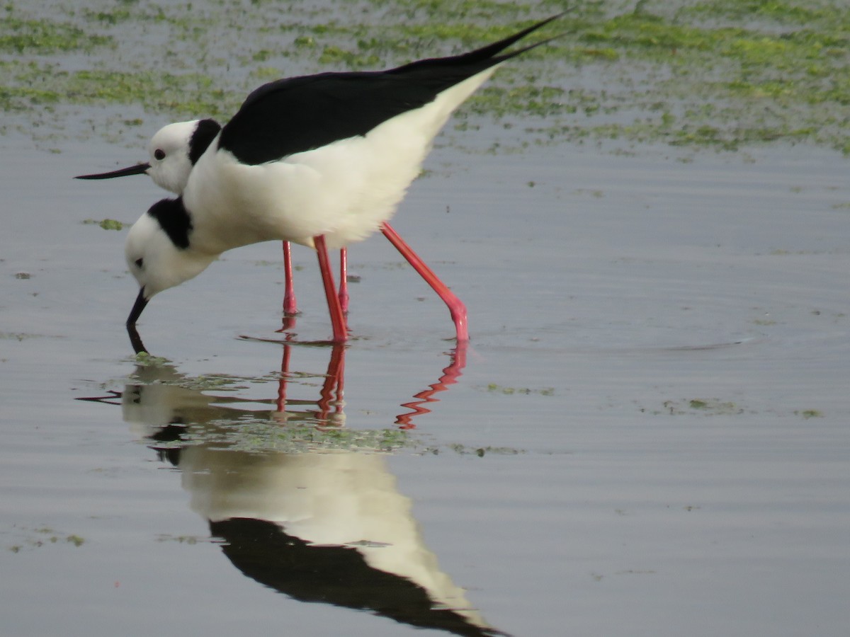 Pied Stilt - Rodney Macready